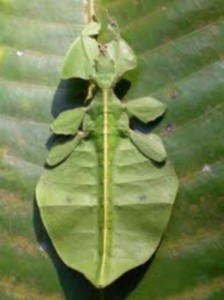 leaf bug